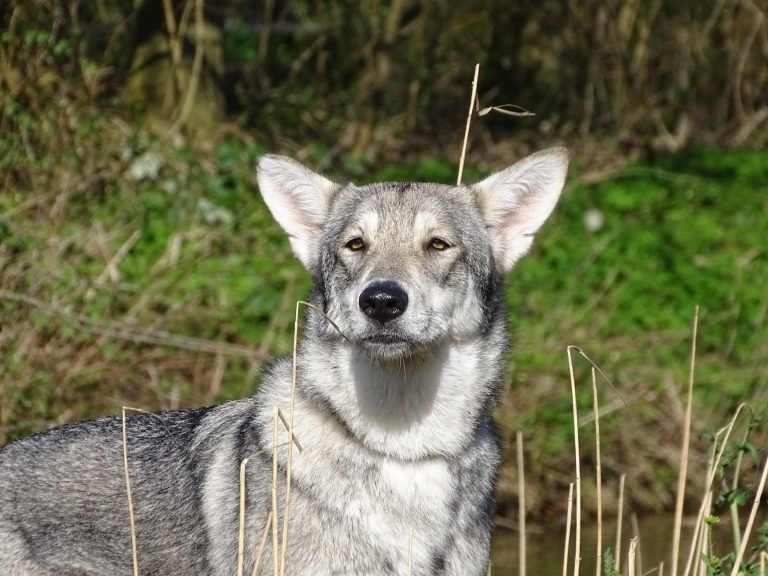 Házi kedvencként tartott farkas-kutya hibrid ölt meg egy 3 hónapos kisfiút