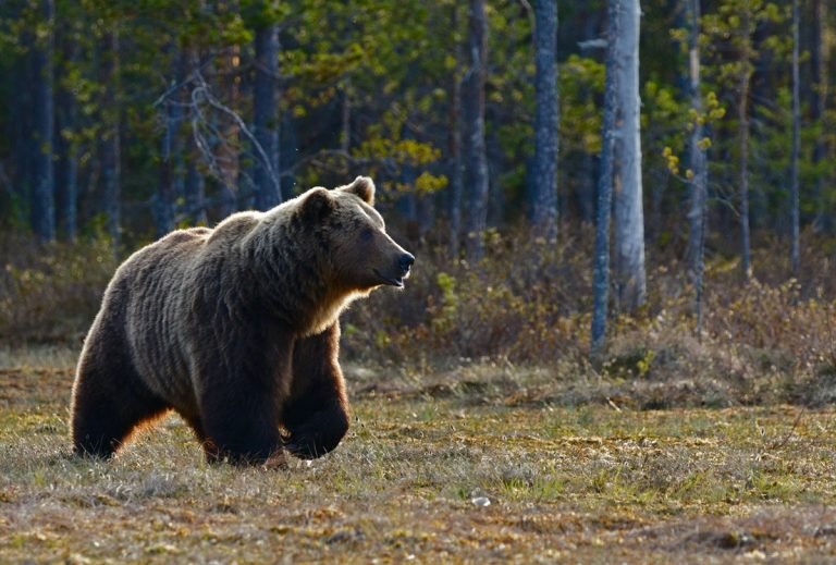 Kilőtték a medvét, amely öt embert sebesített meg korábban