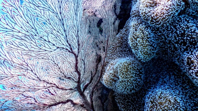 Az óceánok melegedésével kifehérednek a színpompás korallzátonyok