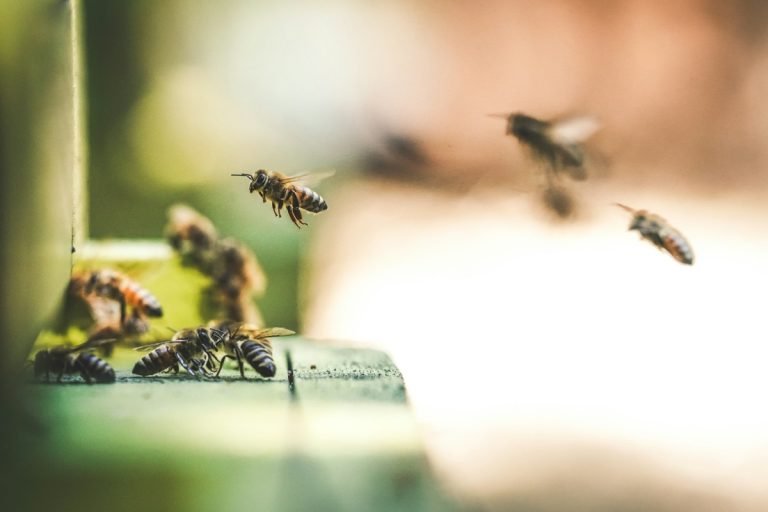 A méhészek szerint az idei tavaszhoz hasonlóra még nem volt példa korábban