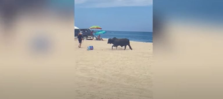 Pánik a strandon: felbőszült bika támadt egy turistára (videó)