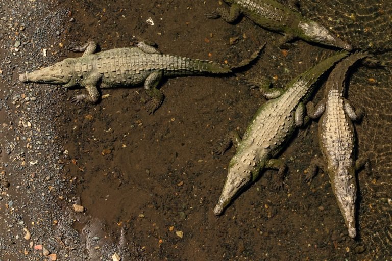 Összevesztek a szülők, az anya egy krokodilokkal teli folyóba lökte hatéves fiukat