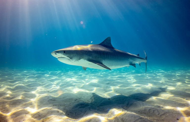 Két cápatámadás is történt Florida partjainál, az egyik nő súlyosan megsérült