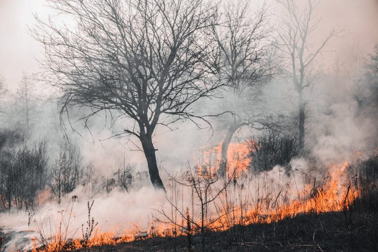 Ezrek menekülnek Japánban az évtizedek óta nem látott erdőtűz elől
