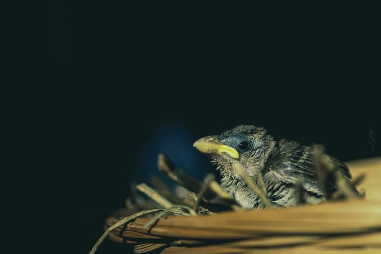Ezt kell tenned, ha magányosnak tűnő madárfiókát találsz
