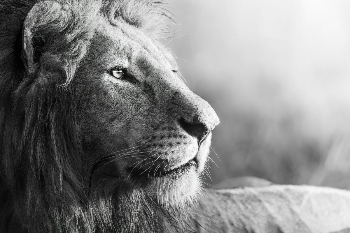 Halálos oroszlántámadás történt Kenyában, egy 14 éves lány az áldozat