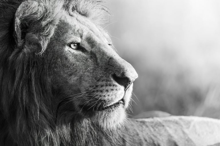 Halálos oroszlántámadás történt Kenyában, egy 14 éves lány az áldozat