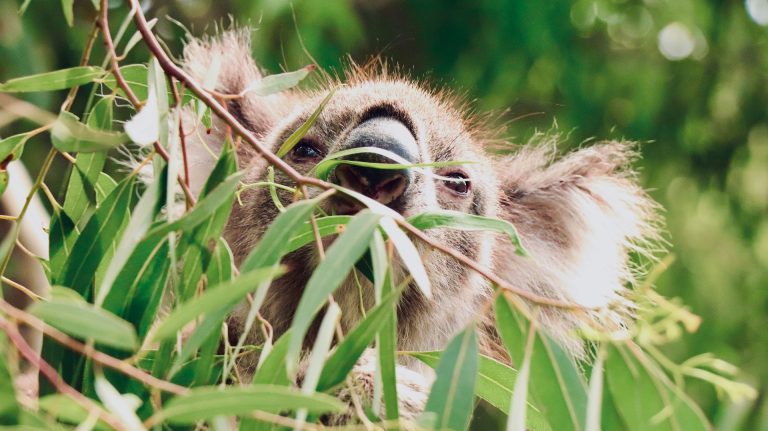 Hétszáz koalát kellett elaltatni Ausztráliában a bozóttüzek következményei miatt