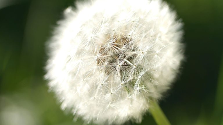 Rekord pollenszezon jön, az allergiások rémálma