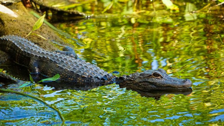 36 órát töltöttek aligátorok között, miután lezuhant az őket szállító repülőgép